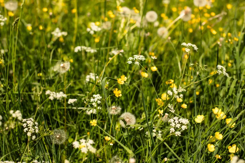 Briol — Blumenwiesen die zur Deko dienen