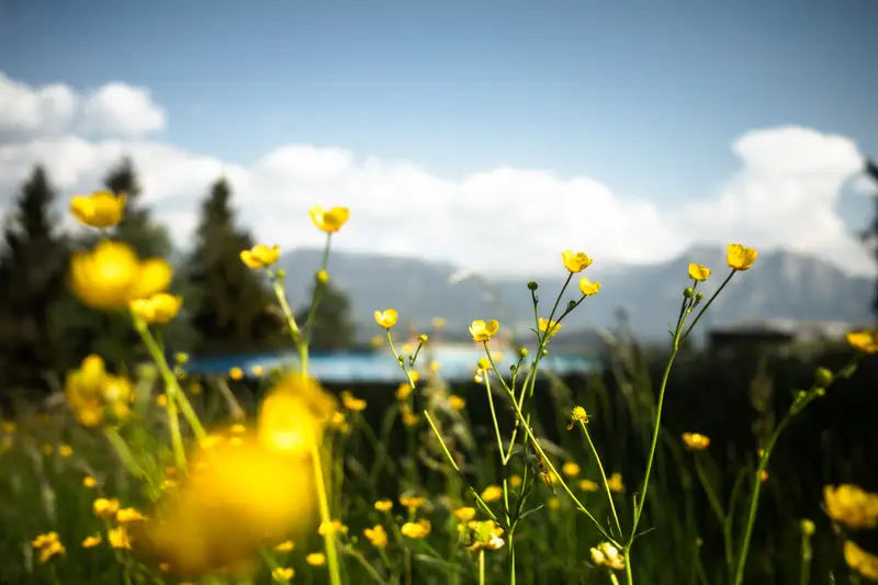 Briol — Farben des Sommers